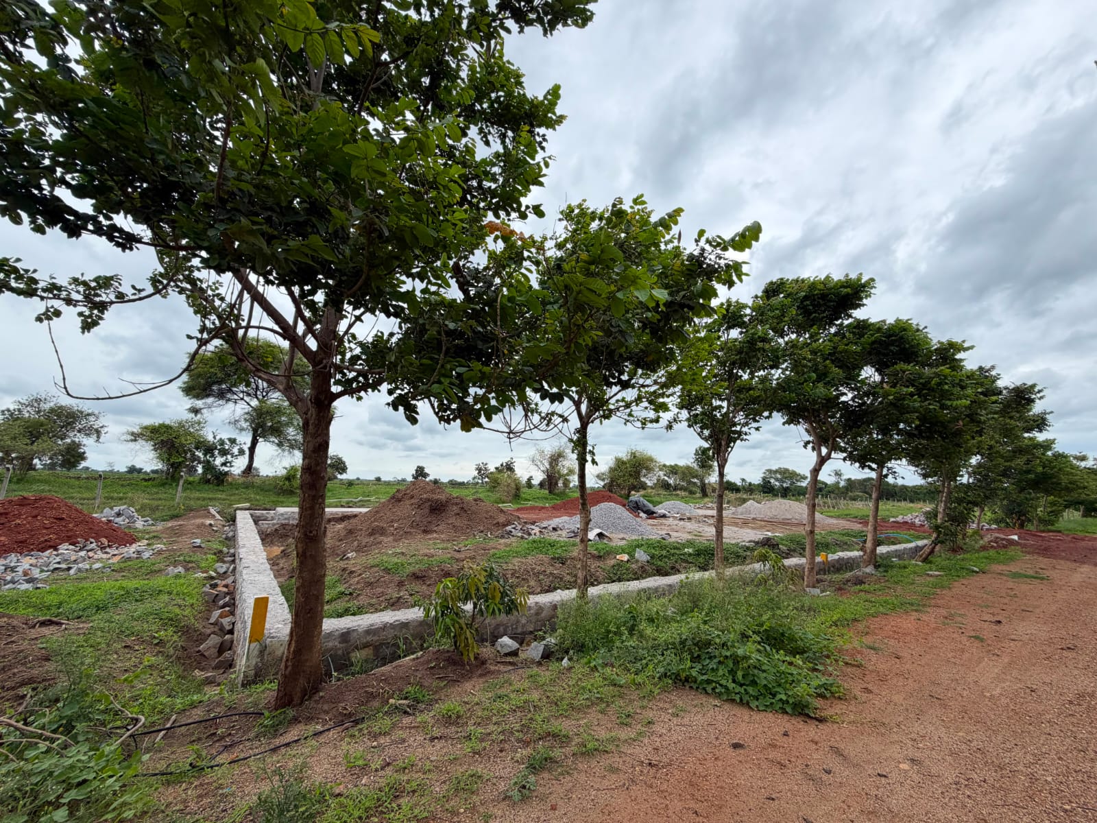 Avenue Plantation